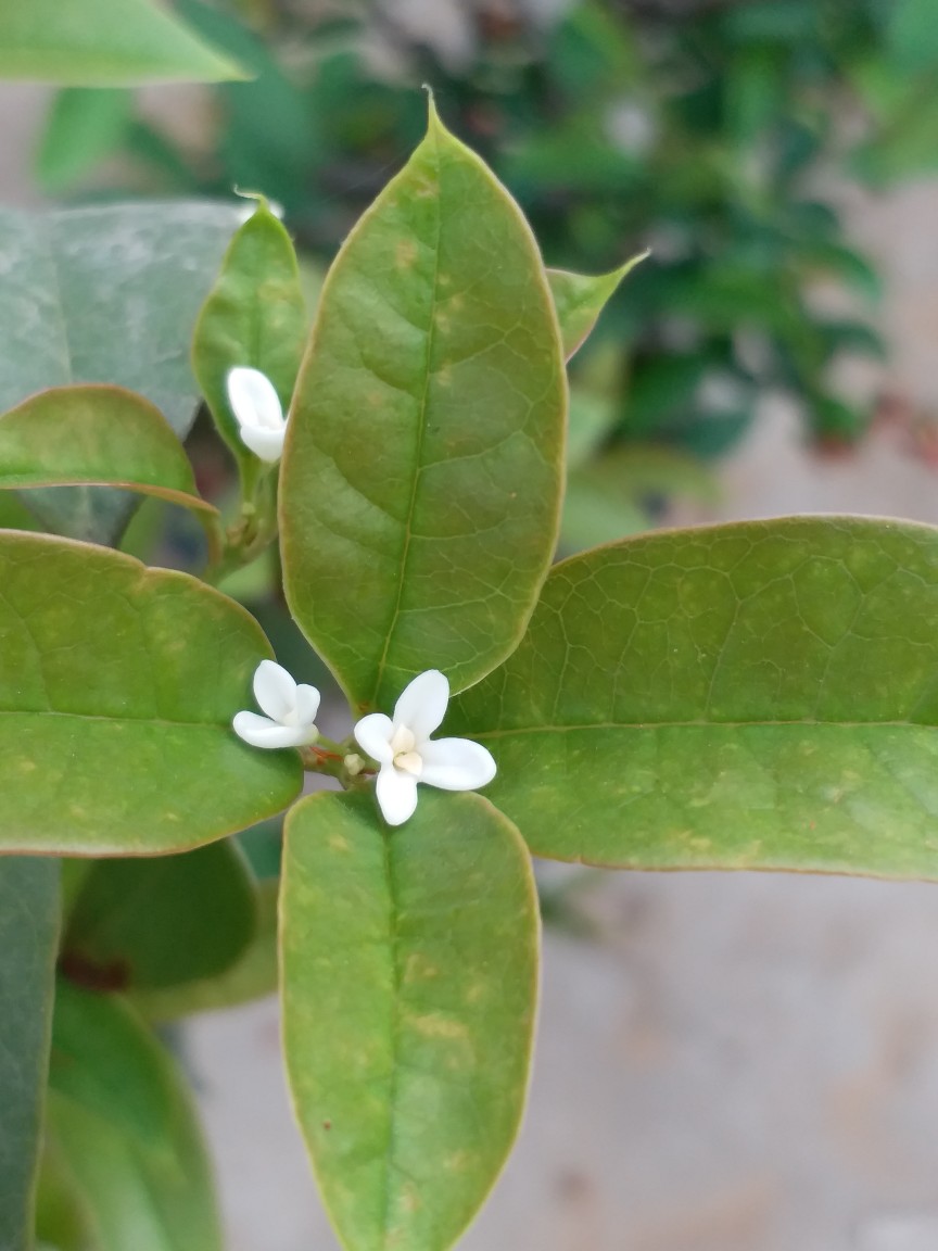 四季桂 - 堆糖,美图壁纸兴趣社区