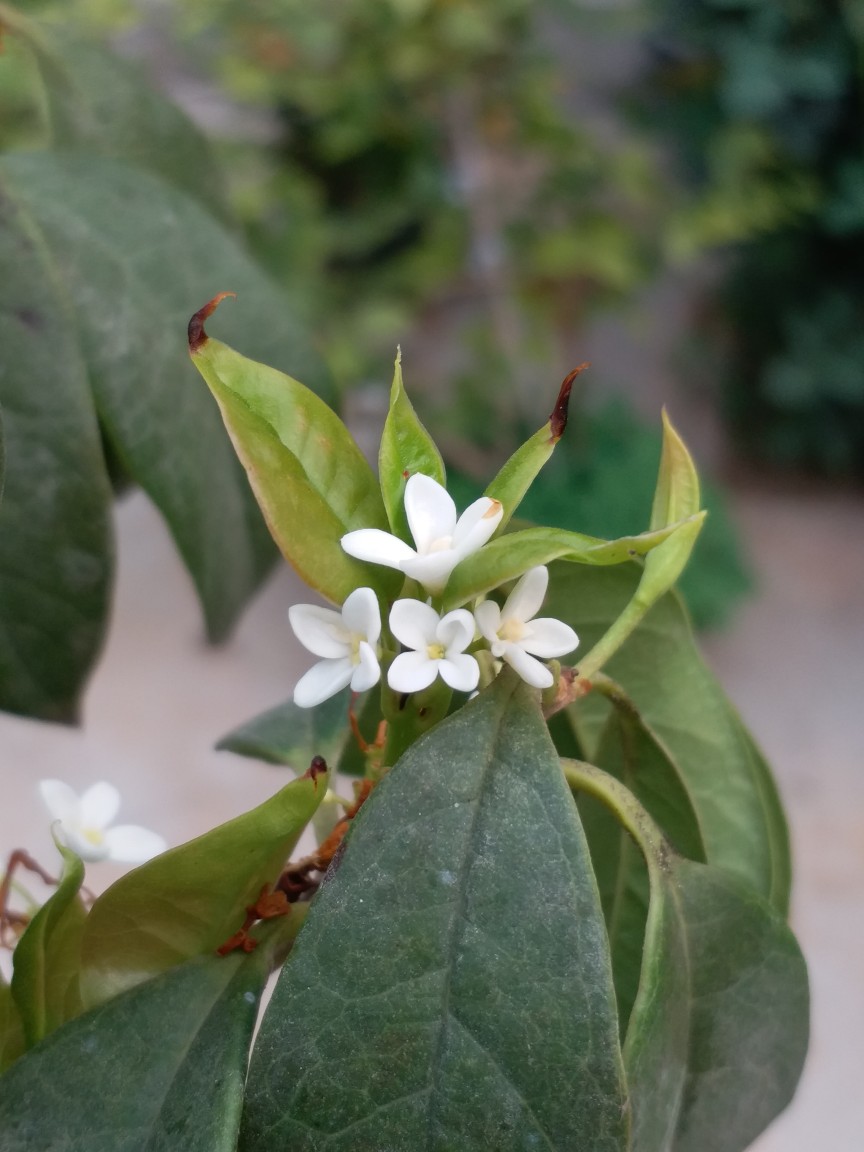 四季桂 - 堆糖,美图壁纸兴趣社区