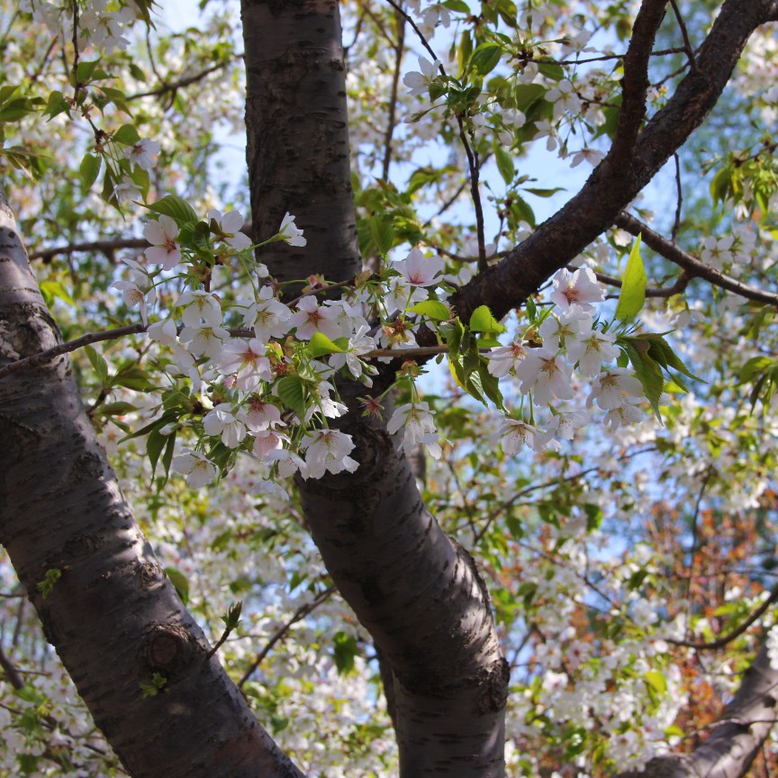 玉渊潭樱花