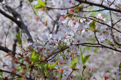 玉渊潭樱花