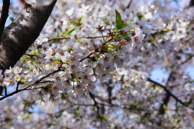 玉渊潭樱花