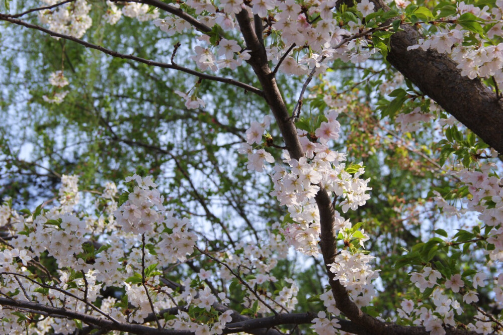玉渊潭樱花