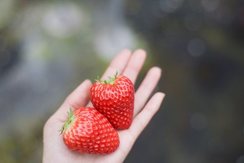 清新治愈生活安静唯美摄影文艺森系植物花卉田园优雅