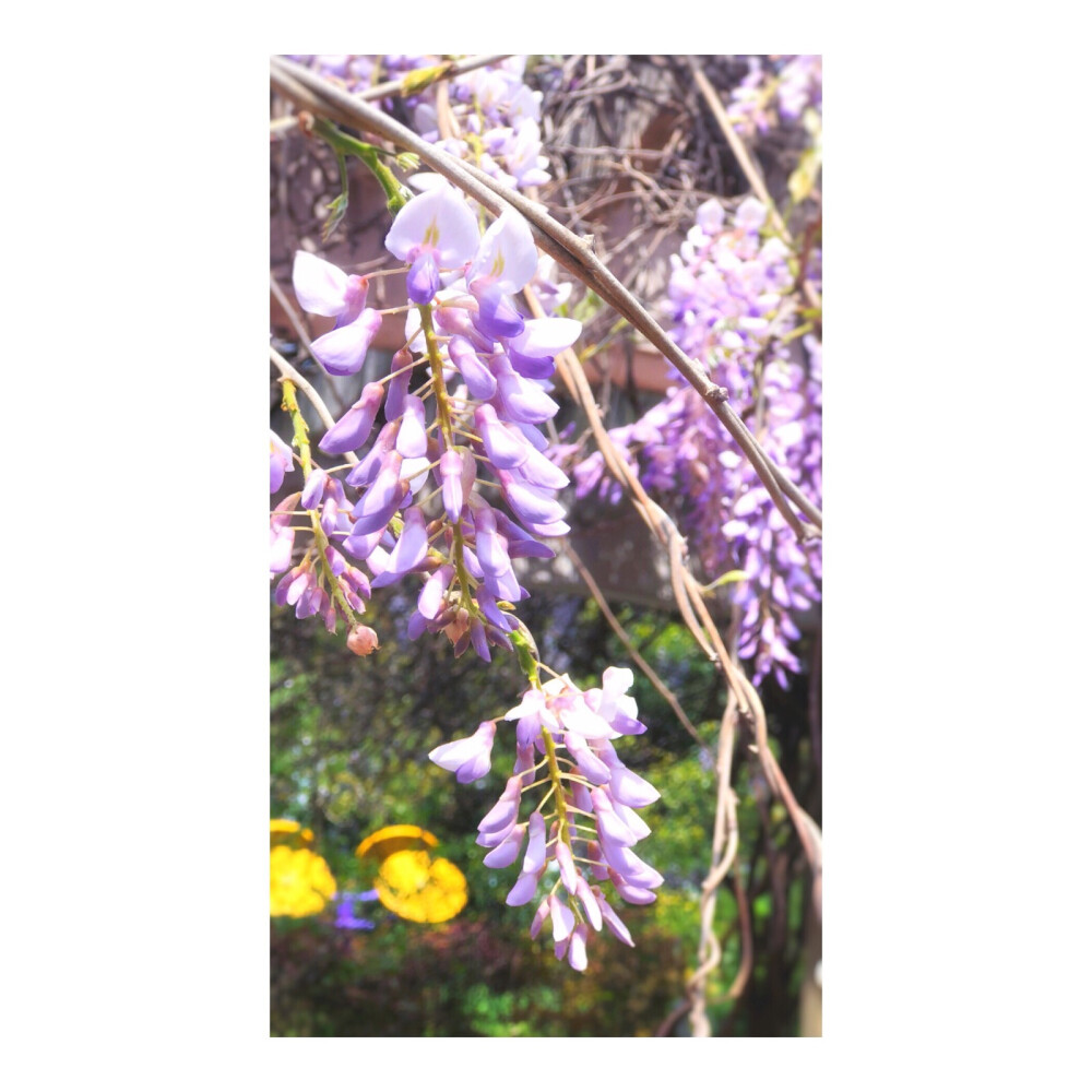 Purple wisteria