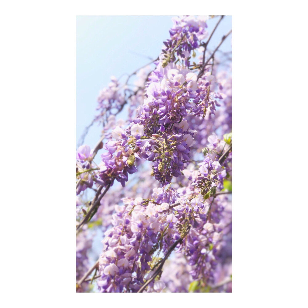 Purple wisteria