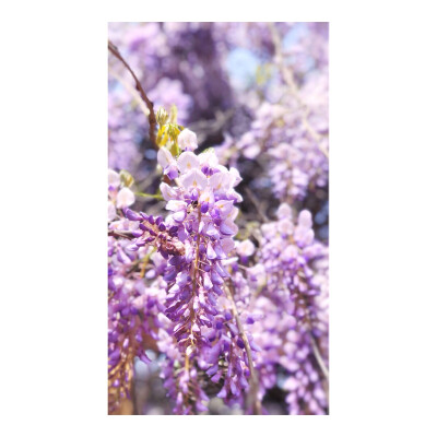 Purple wisteria