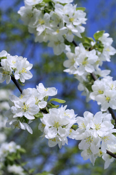 苹果花开 