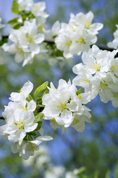 苹果花开 