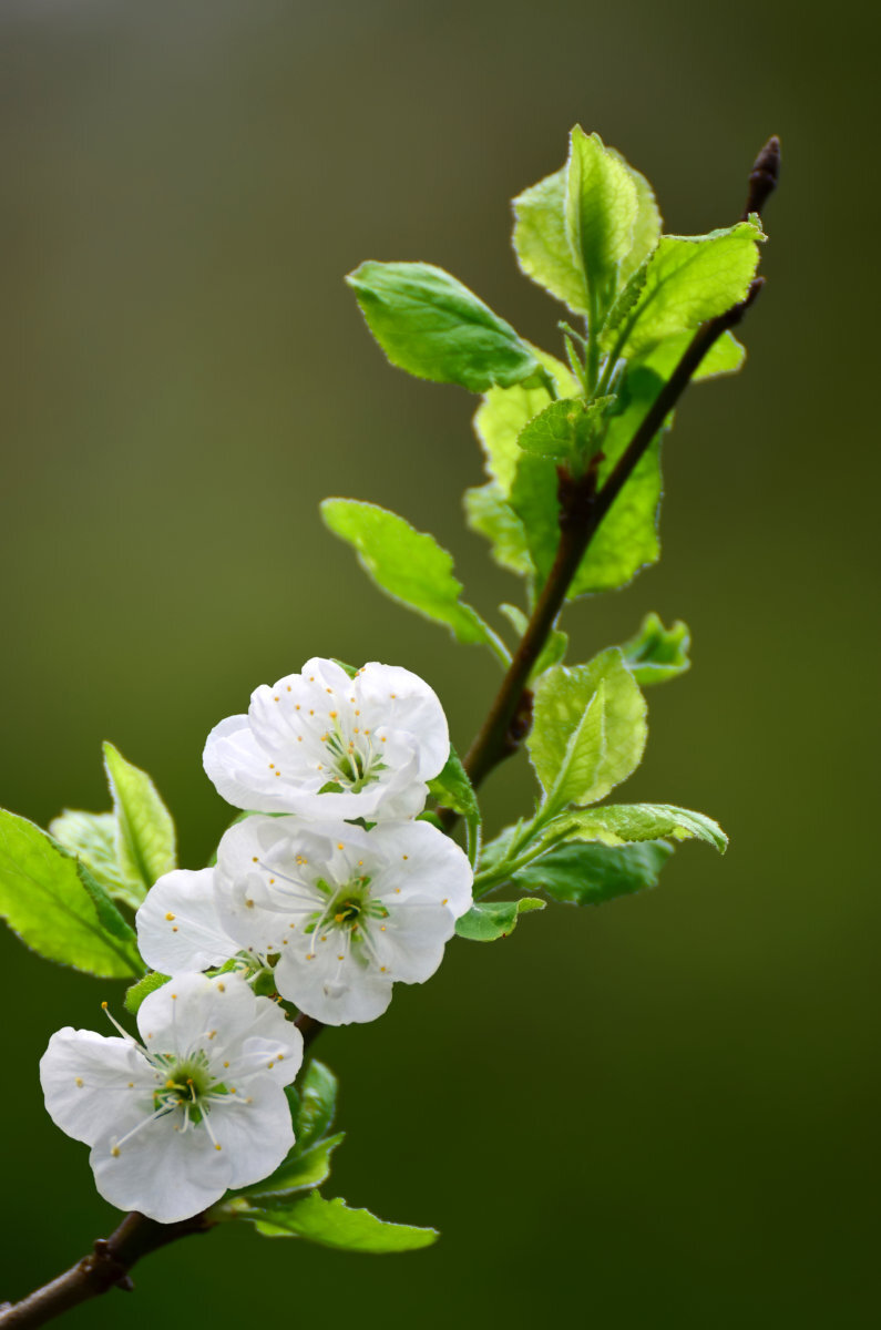 苹果花开 