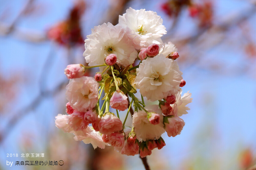 春花开… 香满园！最美人间四月天… 