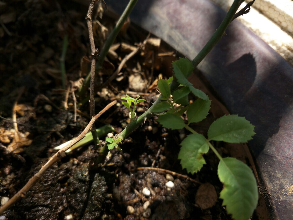 植物