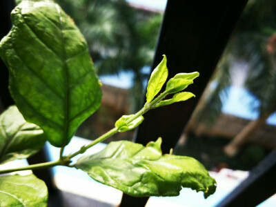 植物