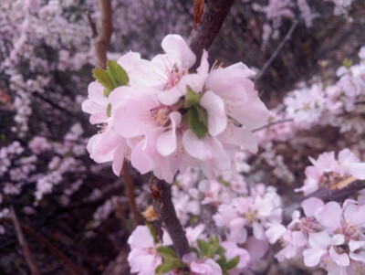 【一期一会】路边的梅花