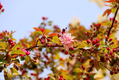 春花灿烂