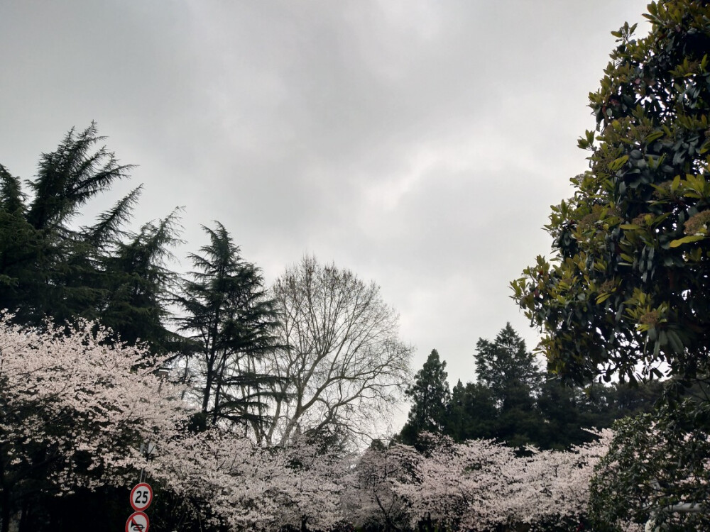 武汉大学，樱花。