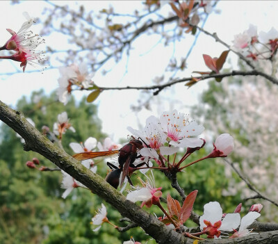 春天 蜜蜂 花 突出画面主体具有视线引导作用