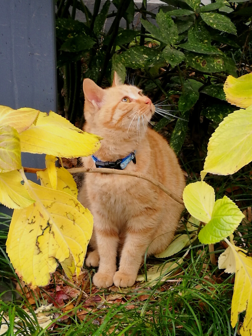 猫 学会抓拍，拍摄动物可以静静等待，抓住时机