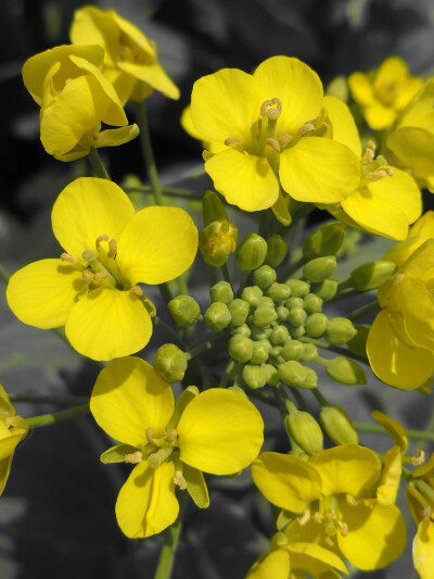 油菜花