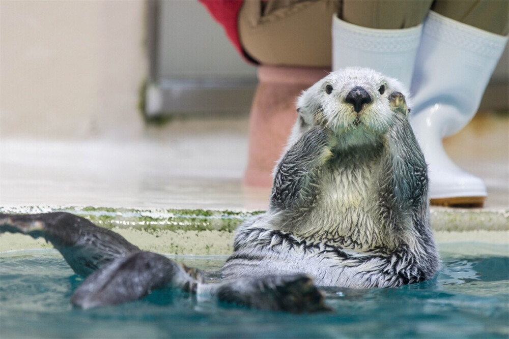 #海獭#
