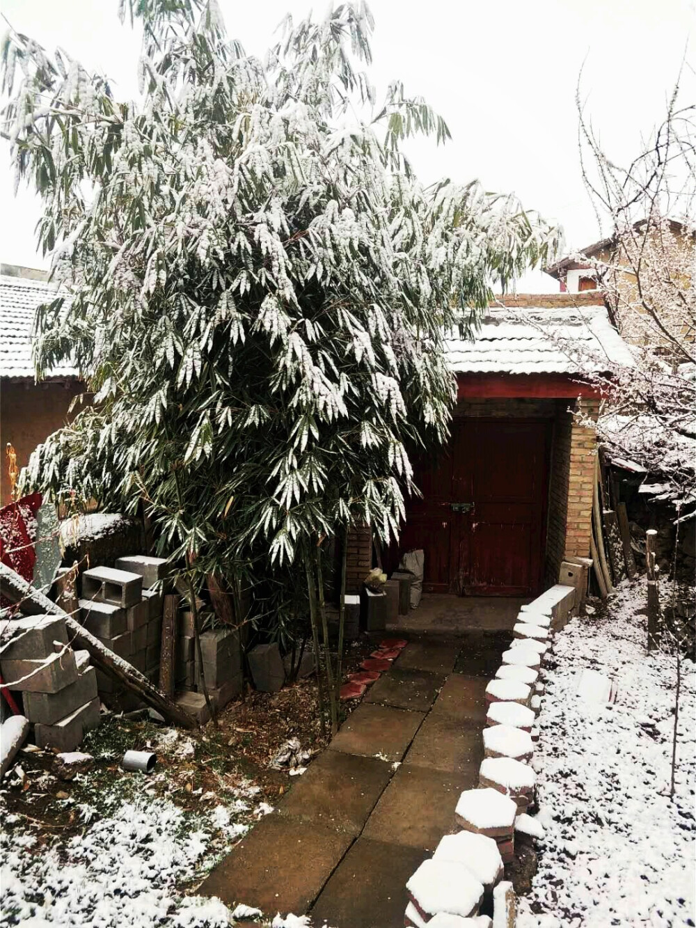 春雪。老杨的手机作品。