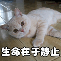 作为一个又皮又酷的女孩子怎么可能没有点有趣的表情包呢