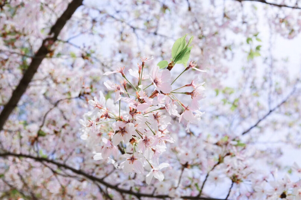 这个时候，日本的樱花已经开始落了，我很生气。
“这个月不就是樱花季吗？为啥都掉的差不多了！那还看屁啊！”边走边甩包，像只炸毛的兔子。
“那有什么关系，既来之则安之嘛，来都来了～”阿全悠悠闲闲的踱步。
“可是这个季节的机票住宿都超级贵啊！就是想来看樱花der！”
“嗯？”阿全停下来看着我，“不是看凶小鹿吗？谁说带你来看樱花的？”他笑眯眯的看着我，不紧不慢，像是在捋平小猫毛一样。