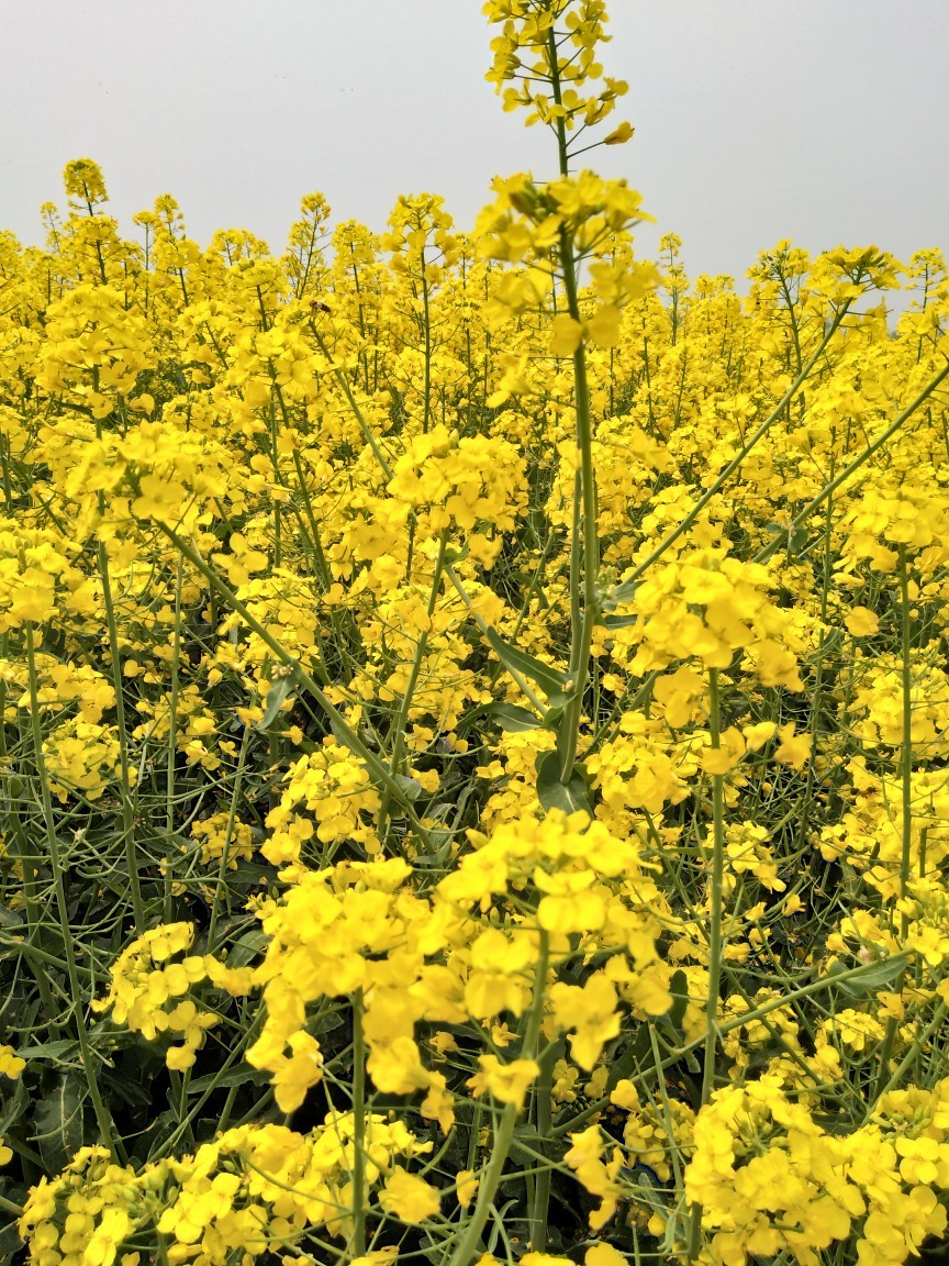 油菜花开