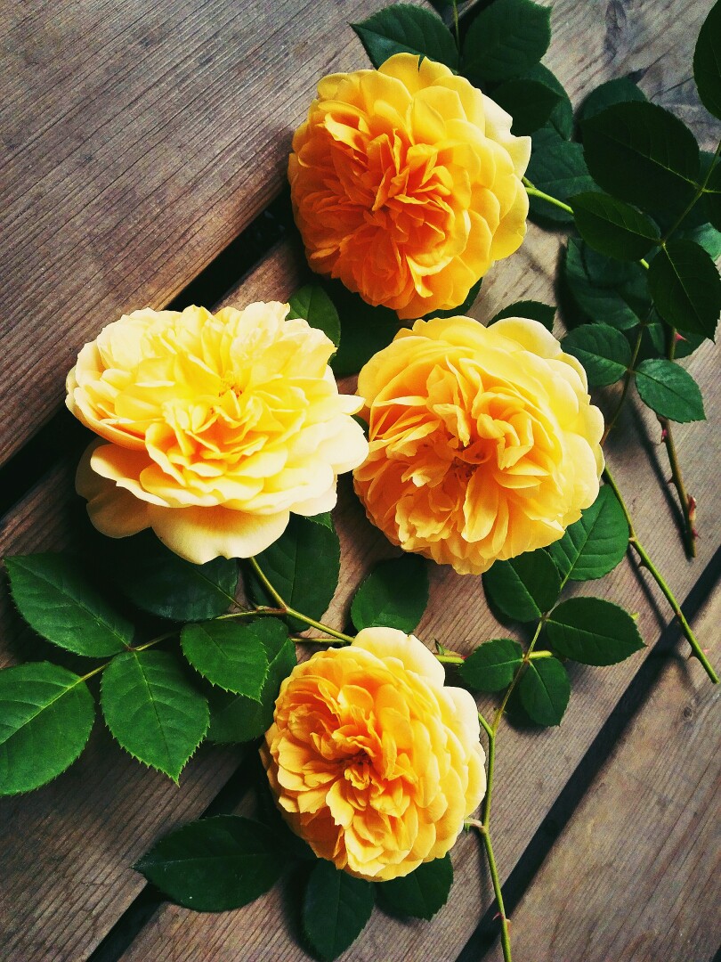 欧月玛格丽特王妃