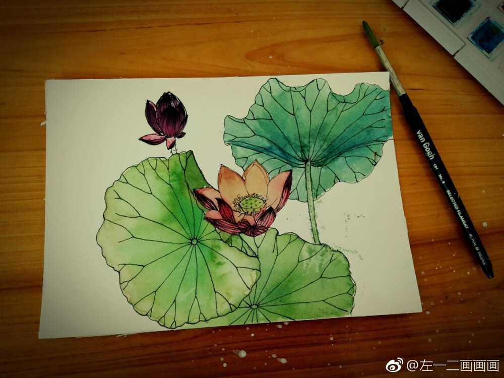 水彩荷花。临摹自魏建军先生的白描作品 ​