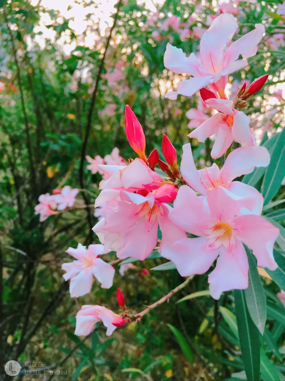 樱花树下