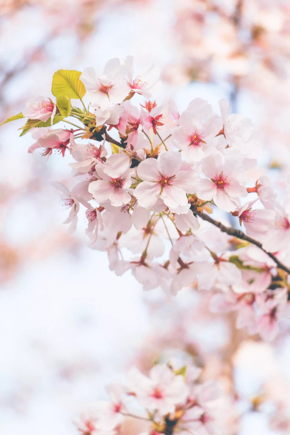 粉色樱花,在风中的最后一段舞,于那年夏天来临之前,绚烂地淘空了所有