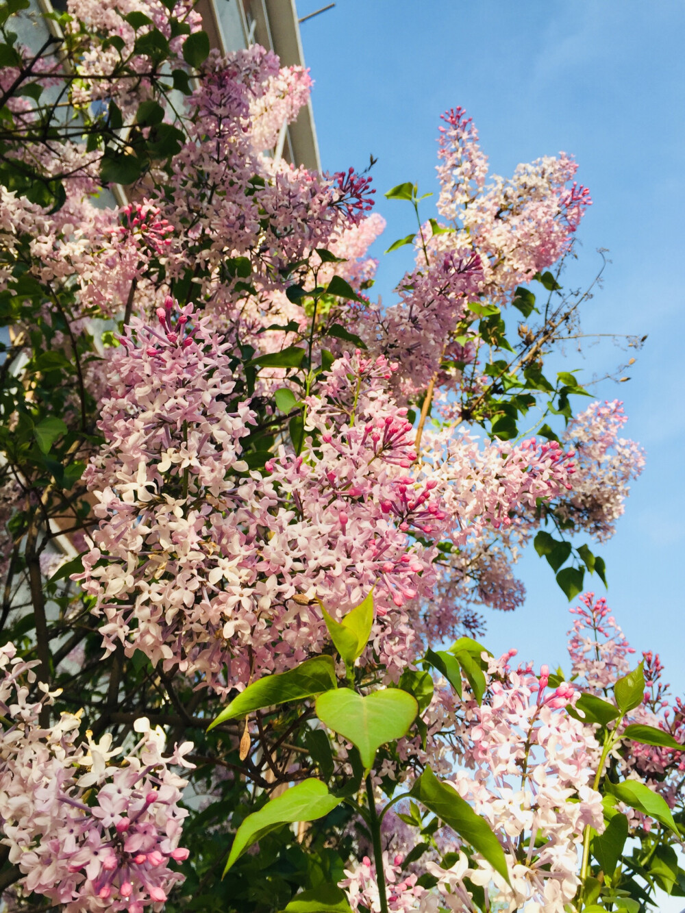 丁香花