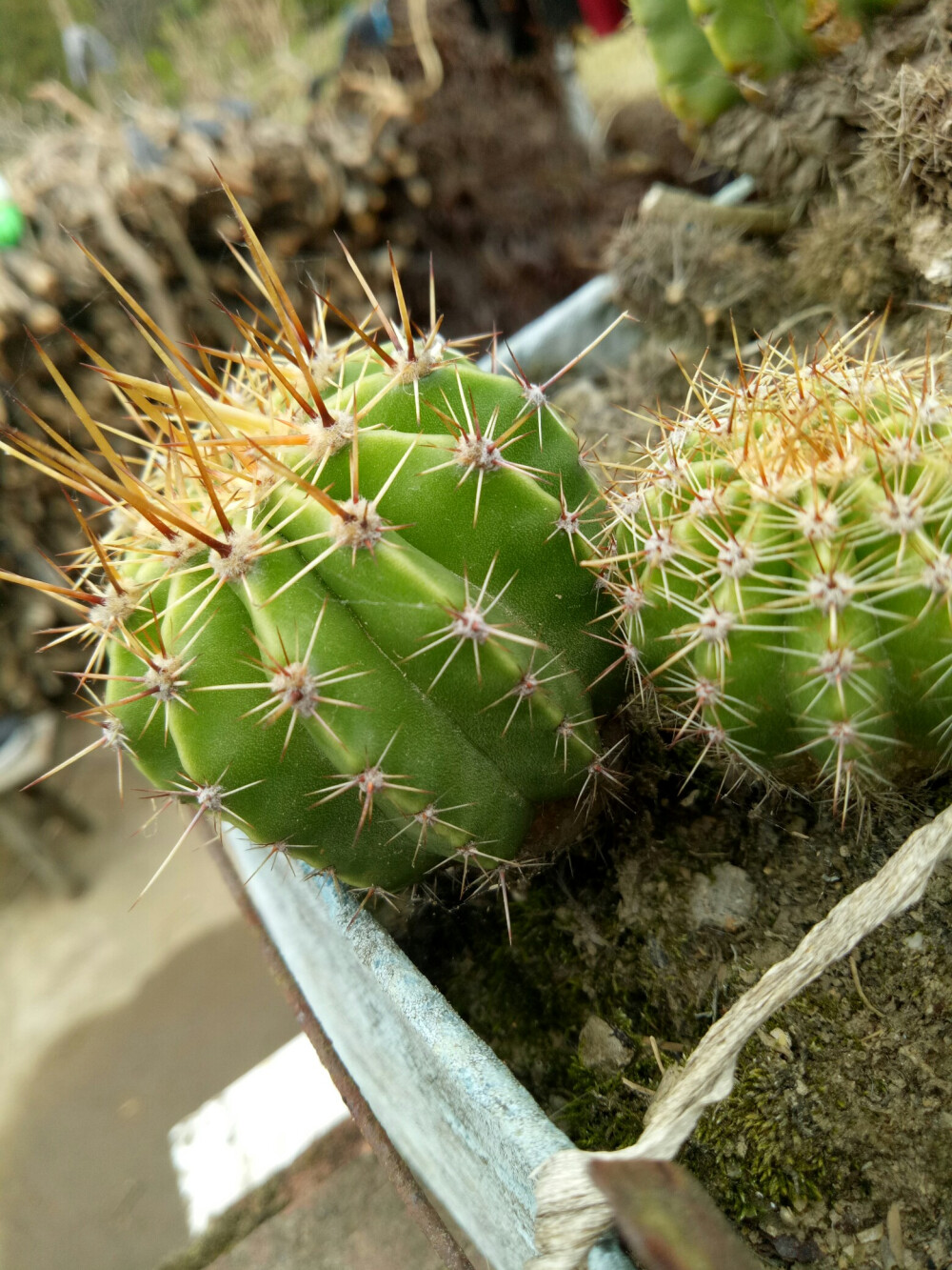 仙人球 - 堆糖,美图壁纸兴趣社区