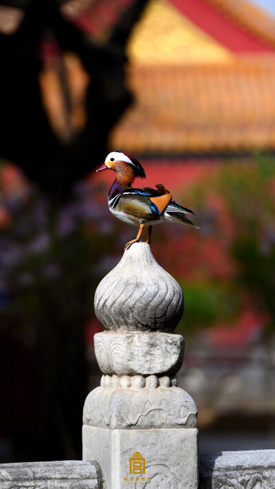 紫禁城【戊戌•生灵】“风鸳藏近渚” 照片取自@故宫博物院