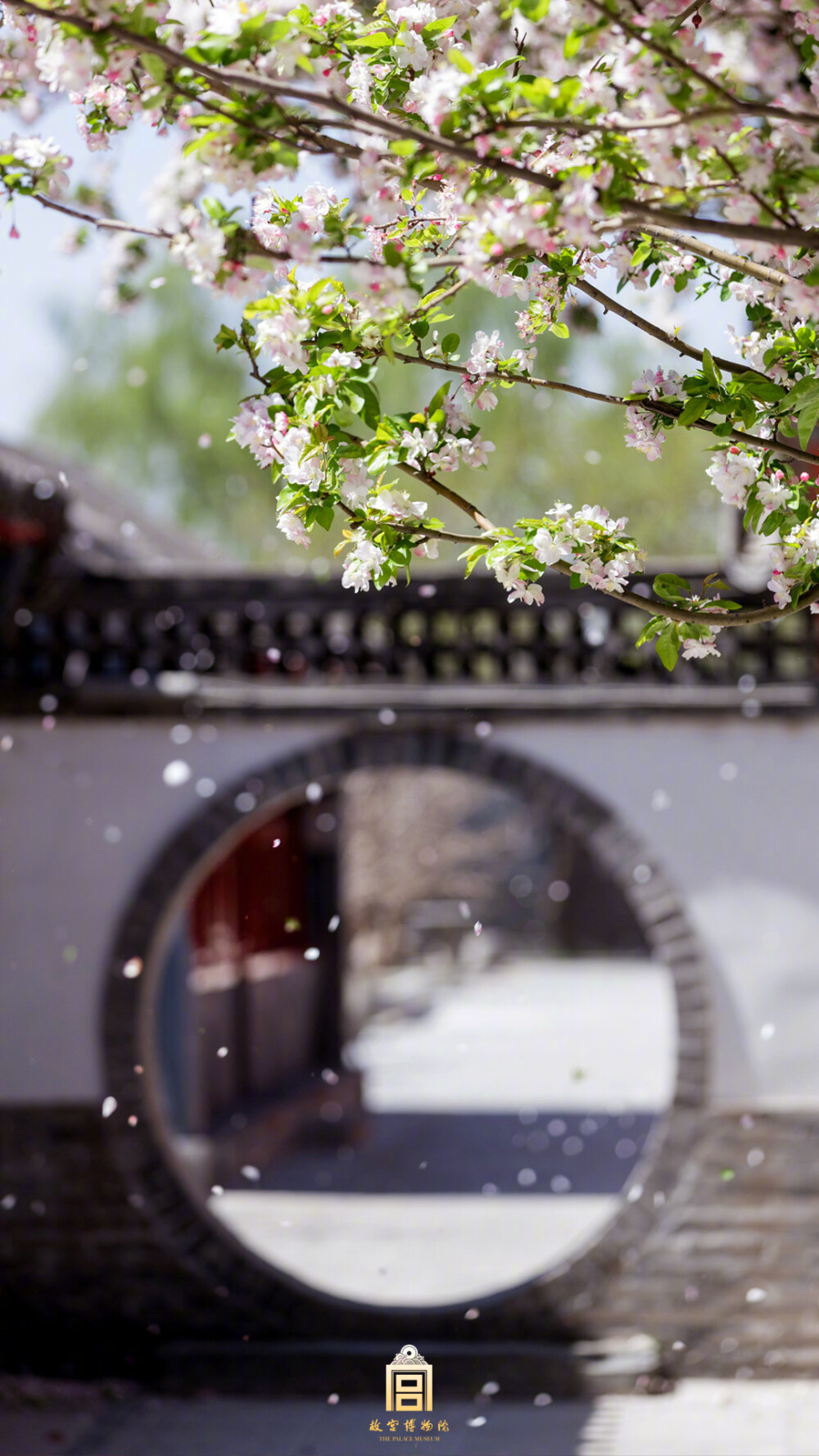 紫禁城【戊戌•花朝•海棠】“春风吹尽海棠雨，世间安得一绝色” 照片取自@故宫博物院