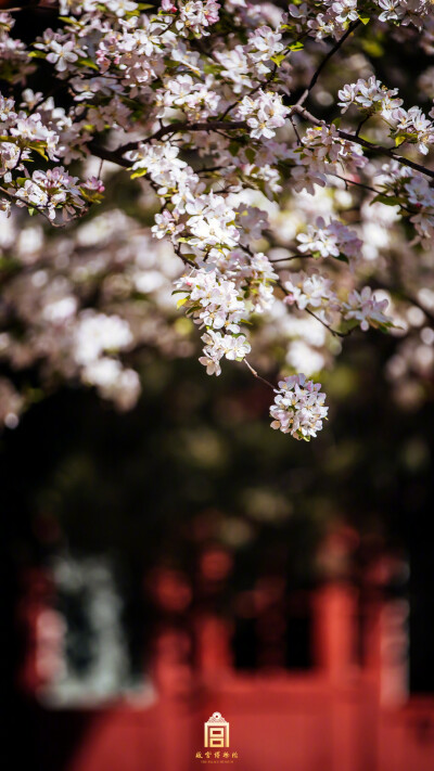 紫禁城【戊戌•花朝•海棠】“最好是、梨花带雨，海棠映日。暖雾烘成芳草色，娇风分与垂杨力” 照片取自@故宫博物院