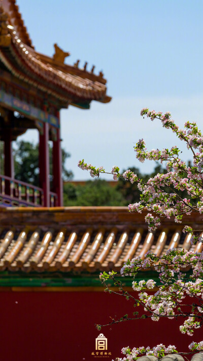 紫禁城【戊戌•花朝•海棠】“颠风莫动花肌薄，晴与海棠成双绝” 照片取自@故宫博物院