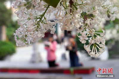 4月12日，北京法源寺数十株大大小小的丁香盛开，使北京法源寺这座千年古刹笼罩在美丽的花团与芬芳的花香中。悯忠寺（法源寺）的丁香是老北京四大花事之一，一直延续至今。中新社记者毛建军摄