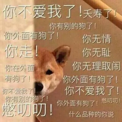 狗狗 柴犬 