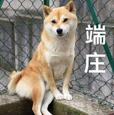 狗狗 柴犬 