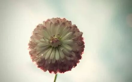 花意