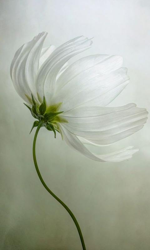 花意