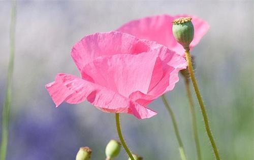 花意