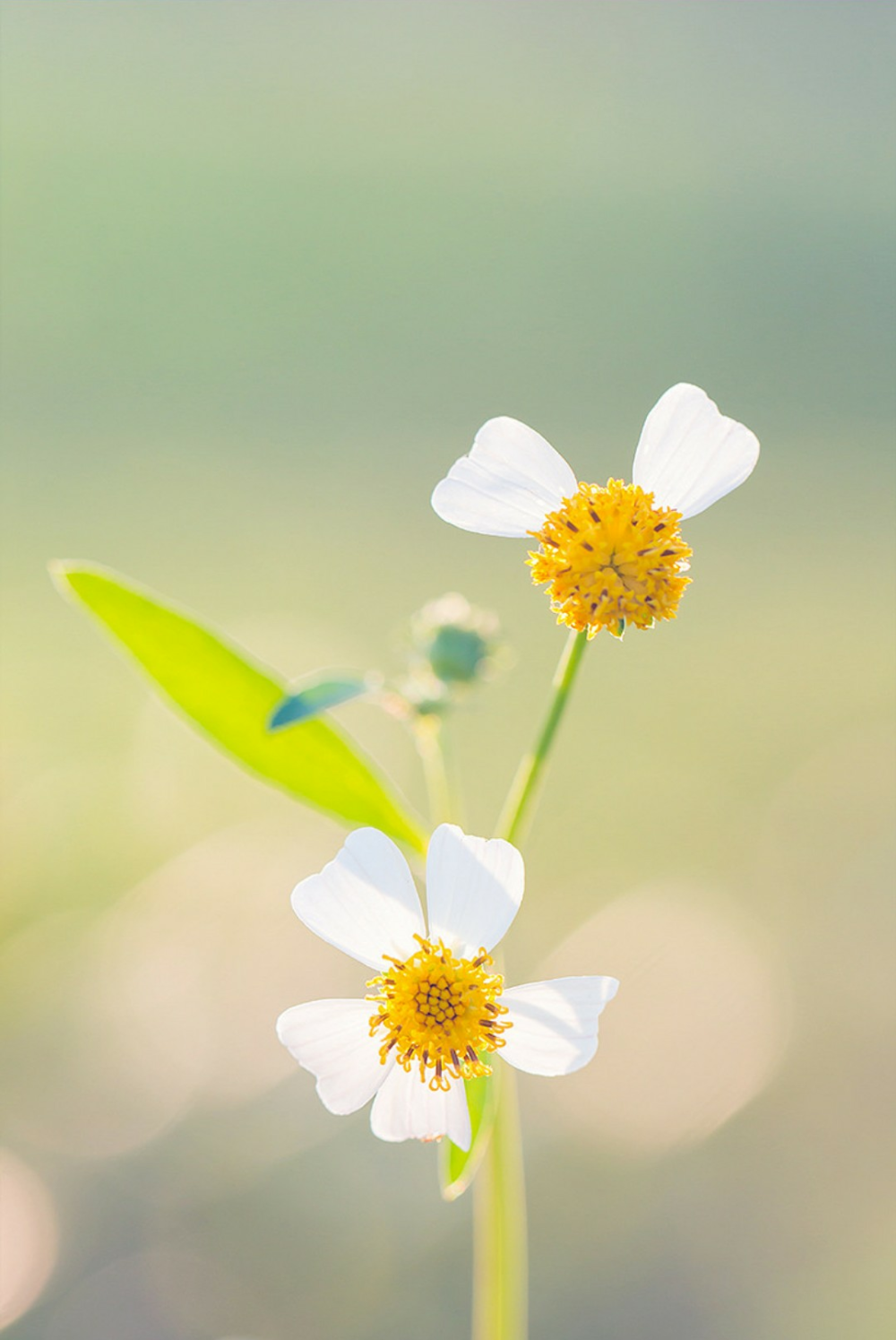 花期