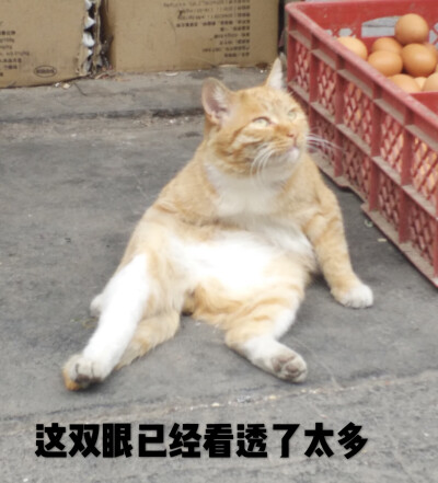 橘猫 阿橘 表情包