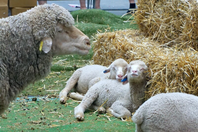 Not an Easter show, but an Easter farm. 