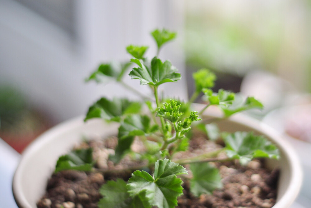 植物