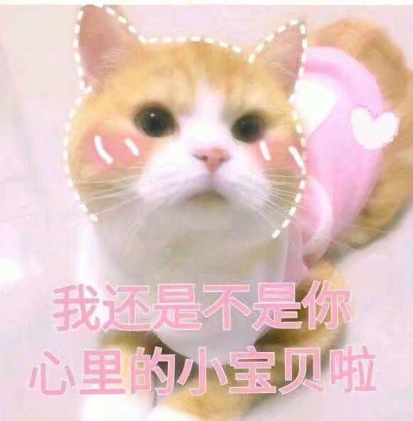 表情包
可爱
猫咪