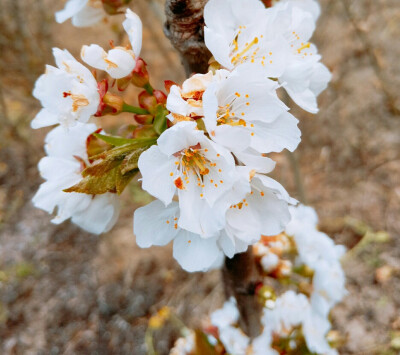 樱桃花