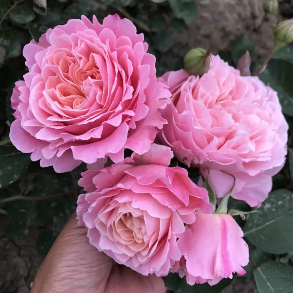 丰花月季泡芙花园超级多花清香庭院月季